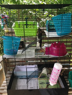 rat manor cage